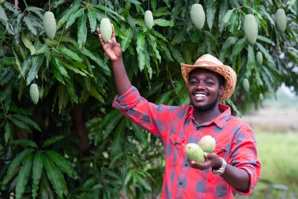 Mango Farming Business in Nigeria