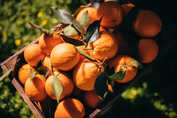 Orange farming