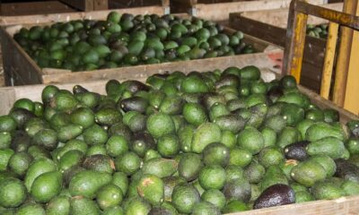 Start An Avocado Pear Farm Business