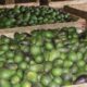 Start An Avocado Pear Farm Business