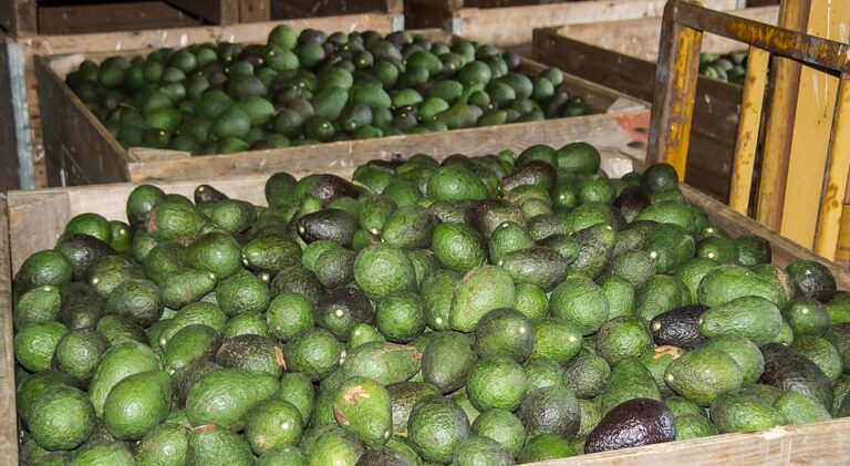 Start An Avocado Pear Farm Business