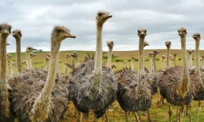 ostrich