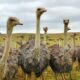 ostrich