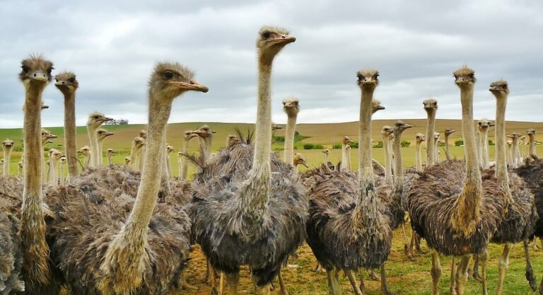 ostrich