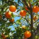 Orange Farming