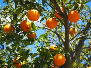 Orange Farming