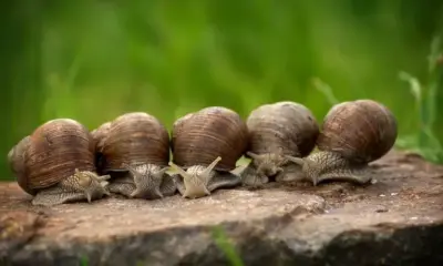 snail