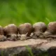 snail
