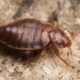 Bed Bugs Infestation: How to Prevent and Eliminate Bed Bugs