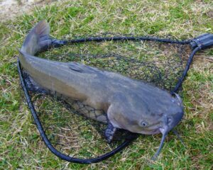 Fish Farming Business Plan in Nigeria