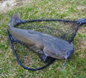 Fish Farming Business Plan in Nigeria