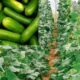 How To Start Cucumber Farming Business: Beginners Guides