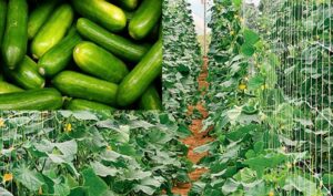 How To Start Cucumber Farming Business: Beginners Guides