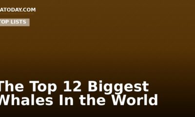 The Top 12 Biggest Whales In the World