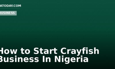 How to Start Crayfish Business In Nigeria