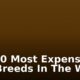 The 10 Most Expensive Dog Breeds In The World