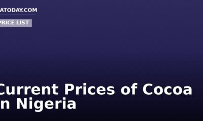 Current Prices of Cocoa In Nigeria