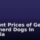Current Prices of German Shepherd Dogs In Nigeria