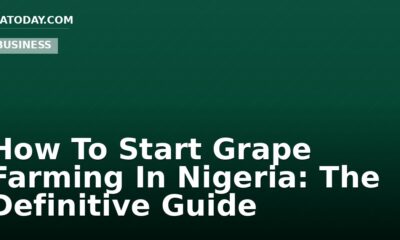 How To Start Grape Farming In Nigeria: The Definitive Guide