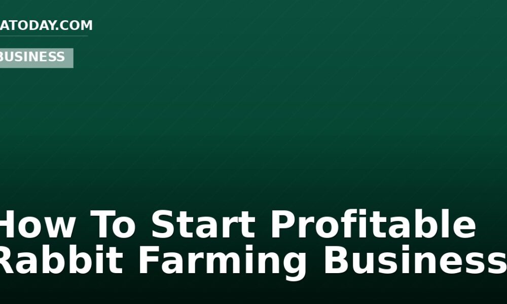 How To Start Profitable Rabbit Farming Business