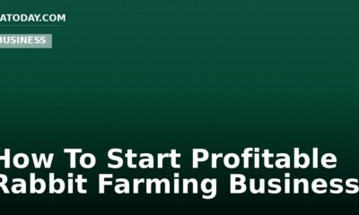 How To Start Profitable Rabbit Farming Business