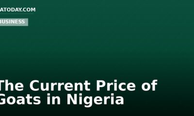 The Current Price of Goats in Nigeria