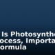 What Is Photosynthesis? Its Process, Importance and Formula